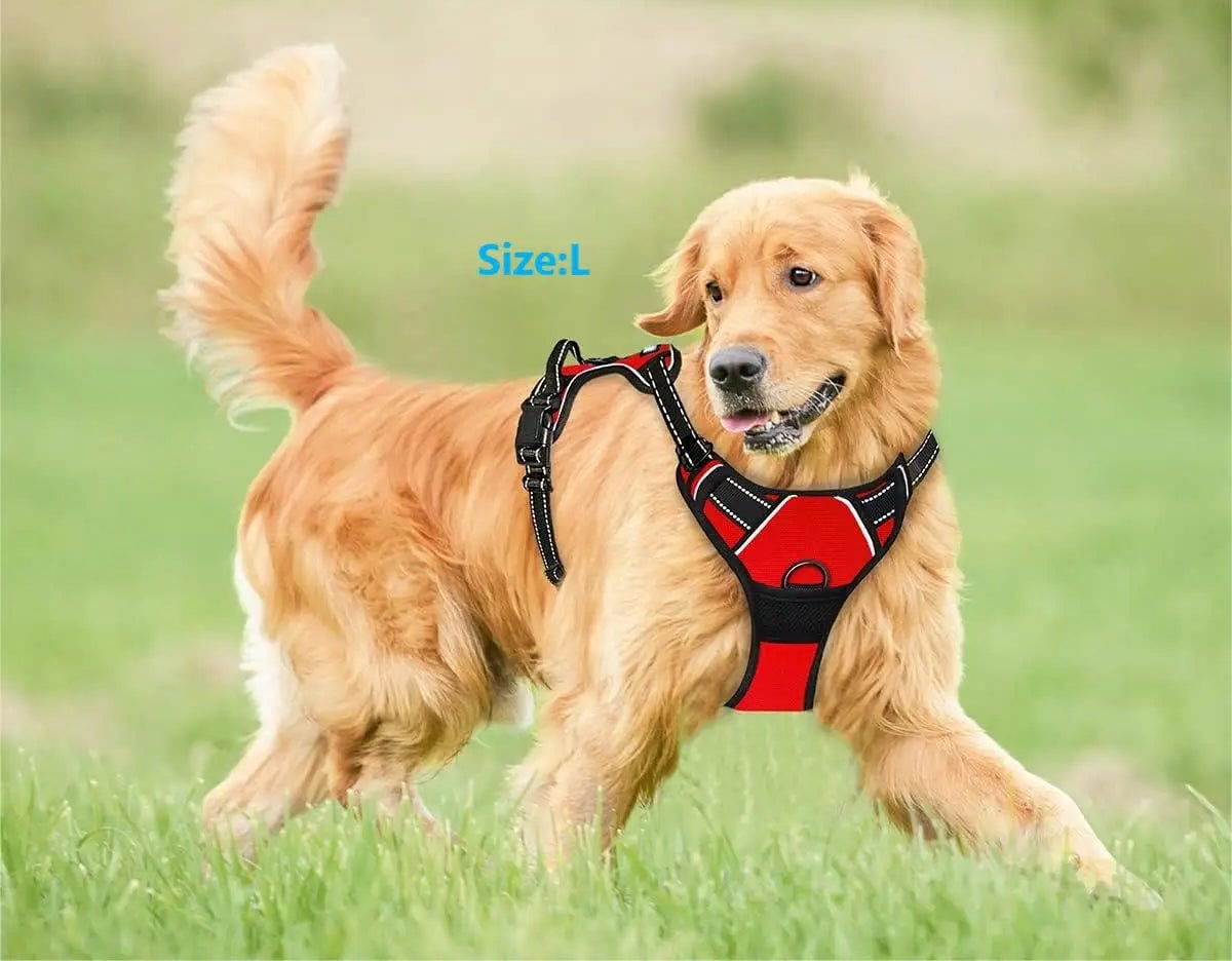 Golden retriever wearing the red no-pull dog harness outdoors